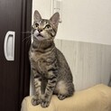 キジトラ❓サバトラの男の子