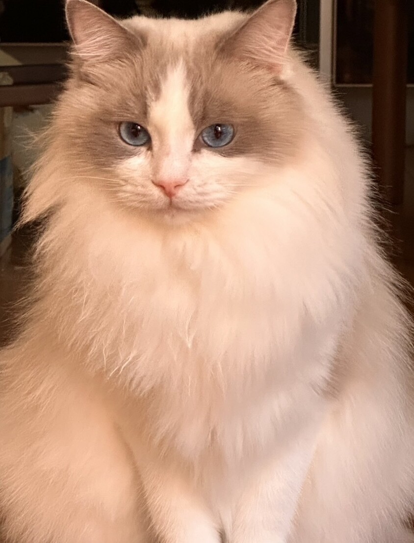 多愛多愛（タアタア）