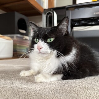 地域のアイドル・くつしたちゃん