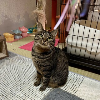 ラブラブ２匹を家族の一員に