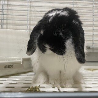 ホーランドロップ 女の子