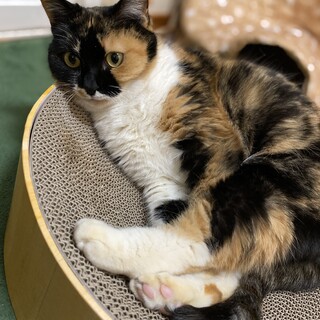 【一時停止】ふわふわ美人の三毛猫さん３歳