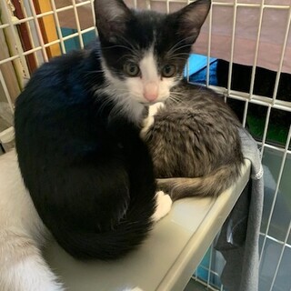 可愛い黒白　ジョー君　去勢済み