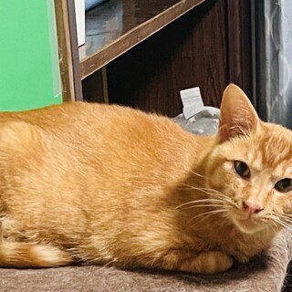 人にも猫にもフレンドリー（2/2譲渡会@佐倉市）