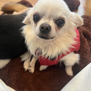 外飼い多頭崩壊ネグレクトチワワくん