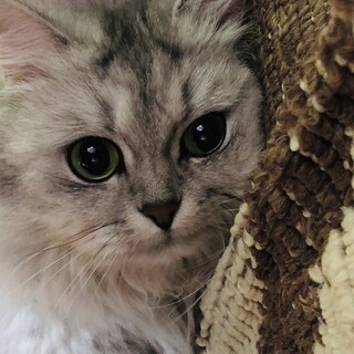 アメショ✖️マンチカン　ココちゃん７歳の女の子