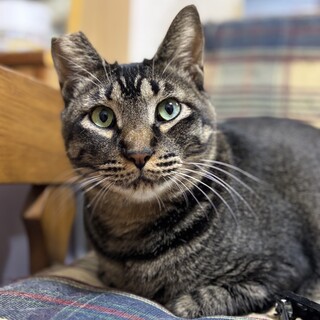 やさしいお顔のかくれ甘えんぼなポポロくん