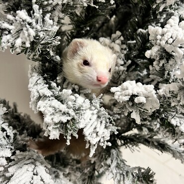 クリスマスツリーとあたち