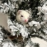 クリスマスツリーとあたち
