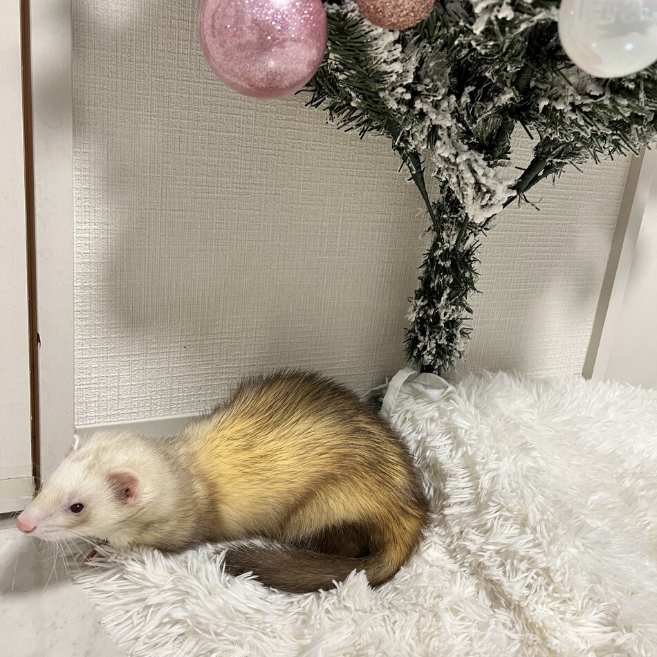 Lilyのカバー写真