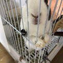 【メス・去勢済】うさぎ