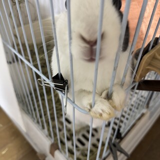 【メス・去勢済】うさぎ