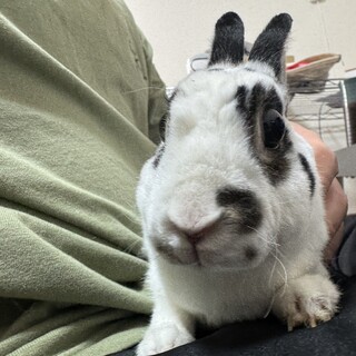 【メス・去勢済】うさぎ