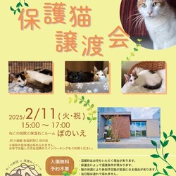 【さいたま市西区】2/11㊗猫専門病院「ぽのいえ」保護猫譲渡会 サムネイル1