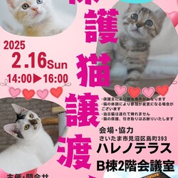 【さいたま市見沼区】2/16(日)ハレノテラス保護猫譲渡会