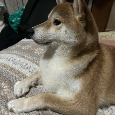 の写真