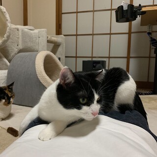 美人ハチワレ女子 メリアちゃん