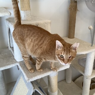 （相談中）片目でも元気いっぱい！茶トラガール