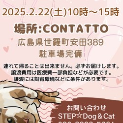 contatto犬猫譲渡会