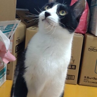 穏やかなハチワレ　コーンくん