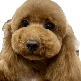 プードルの女の子