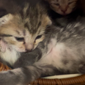 子猫が産まれました