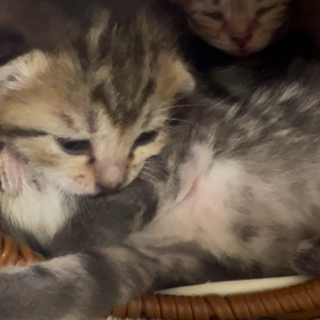 子猫が産まれました