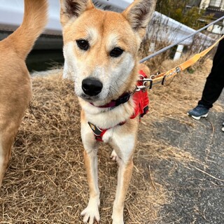 里親様決定しました！