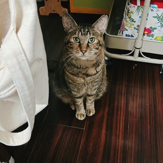 可愛いキジトラ♀ペコちゃん約2歳