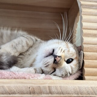 お声が小さい ★ みとちゃん