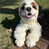 ぽんだ　しまこ