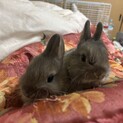 ネザーの赤ちゃん１２月１８日うまれ