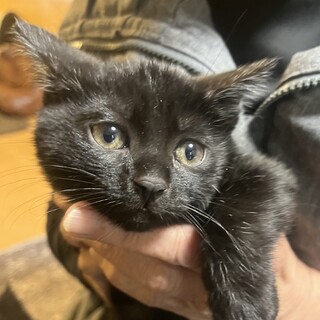 里親決定。人懐っこい黒猫いつかちゃん