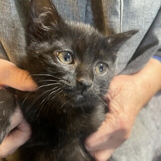 里親決定。人懐っこい黒猫かなたちゃん