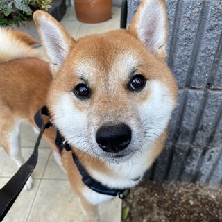 柴犬の男の子たいぞう君