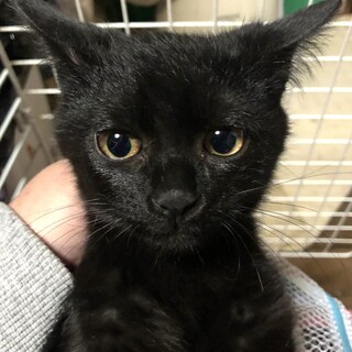 家族が決まりました。