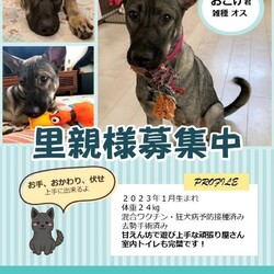 保護っ子基金　譲渡会　ＩＮ 豊田市