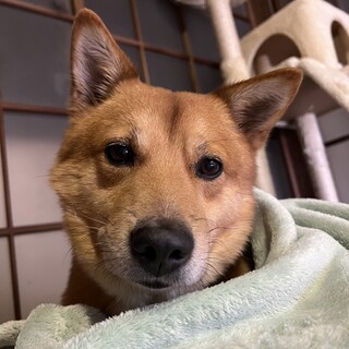 急募！早くお話しできる方！湊　柴系MIX