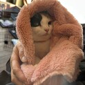 大人しくて優しい性格の三毛ちゃん
