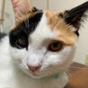 大人しくて優しい性格の三毛ちゃん サムネイル2