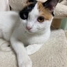 大人しくて優しい性格の三毛ちゃん サムネイル3