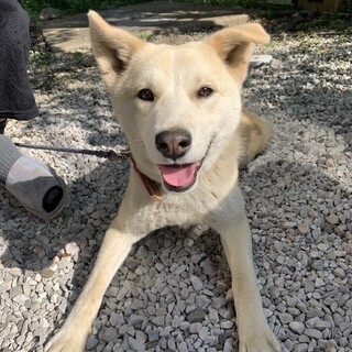 里親募集◇2歳半の男の子◇ラッキーくん♡