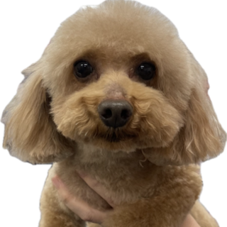 プードルの男の子