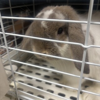 ホーランドロップイヤー✴︎１才男の子