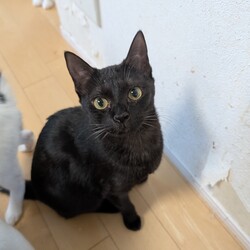 ねこの譲渡会inもりやま犬と猫の病院 サムネイル2