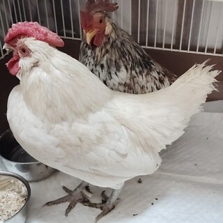 歩道橋下に遺棄されていた鶏