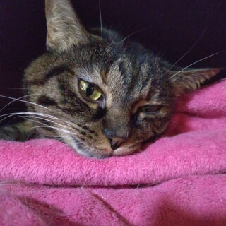 穏やかな　ポップちゃん