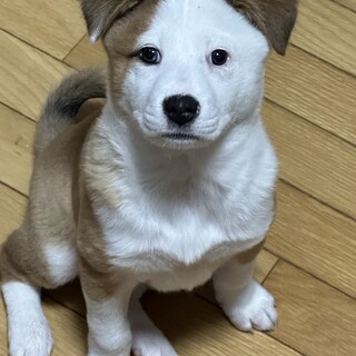 イケメンのイヴくん