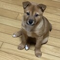 美人で甘えん坊のメリーちゃん