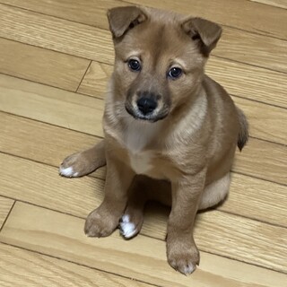 美人で甘えん坊のメリーちゃん